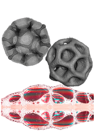 Grayscale microscopic images of two Radiolarian skeletons, above a colorful, bubbly, reddish-pink foam.